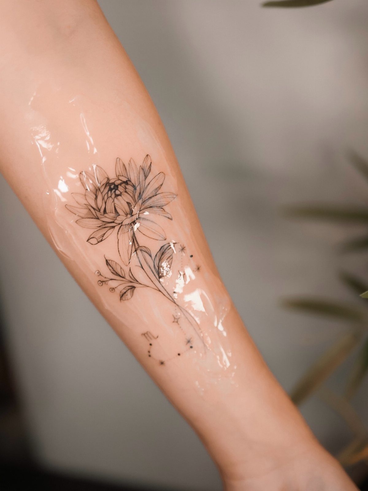 Chrysanthemum flower tattoo on a forearm covered by a clear protective bandage.