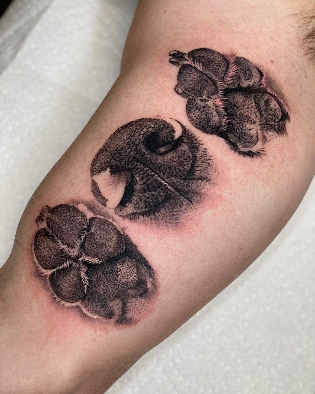 Three realistic black and grey dog paw print tattoos on a human forearm.