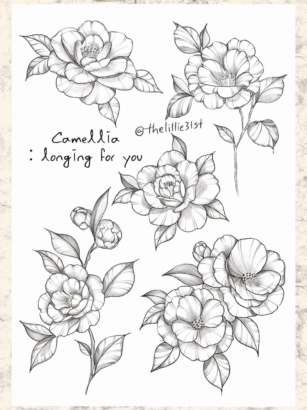 Camellia flower ink drawings with leaves and handwritten text on white paper