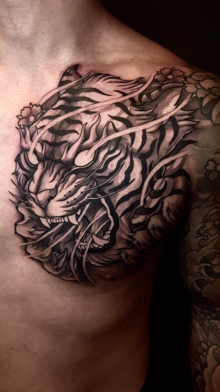 Japanese tiger tattoo on a man's chest and shoulder with cherry blossoms.