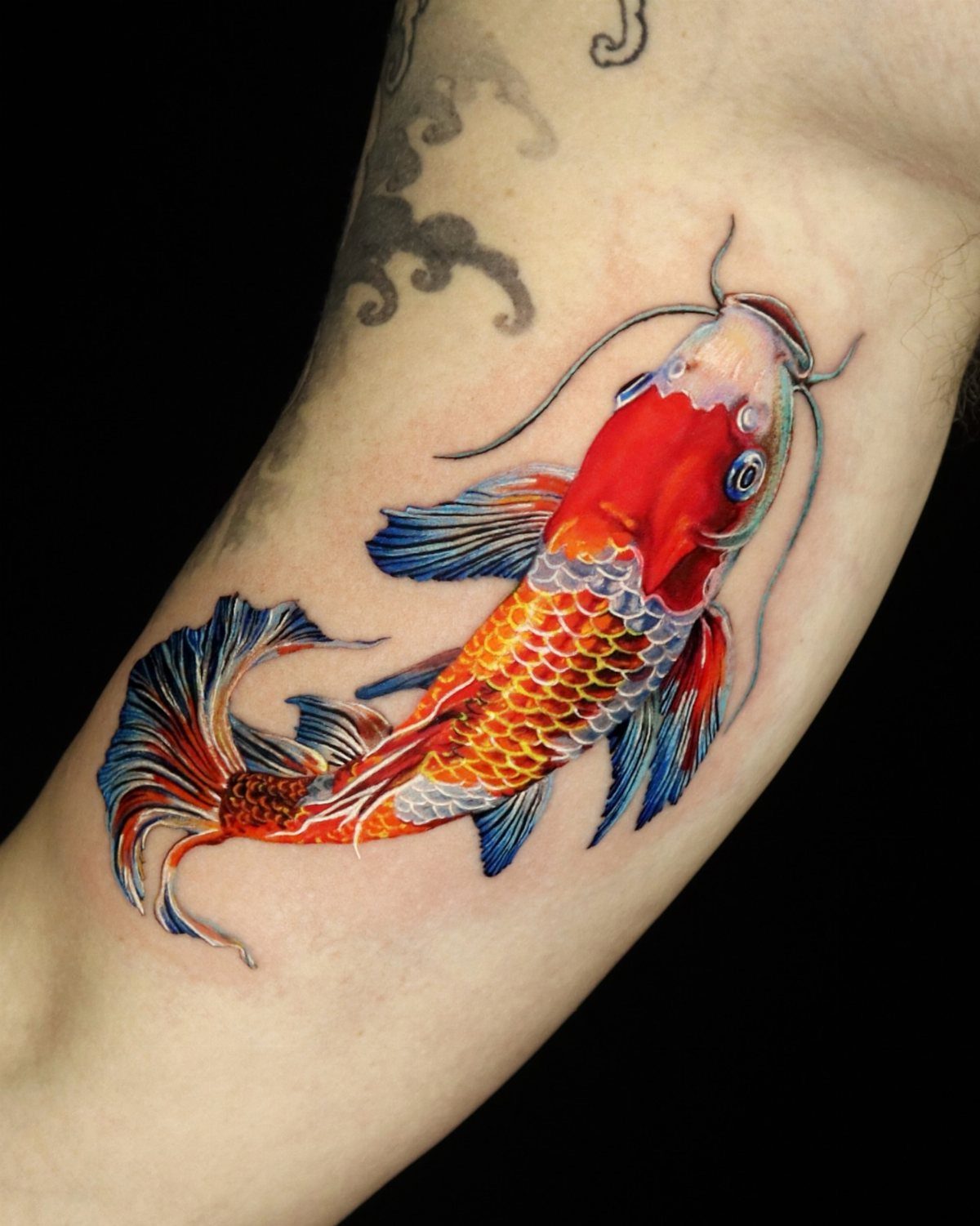 Red and orange koi fish tattoo with blue fins on a human arm