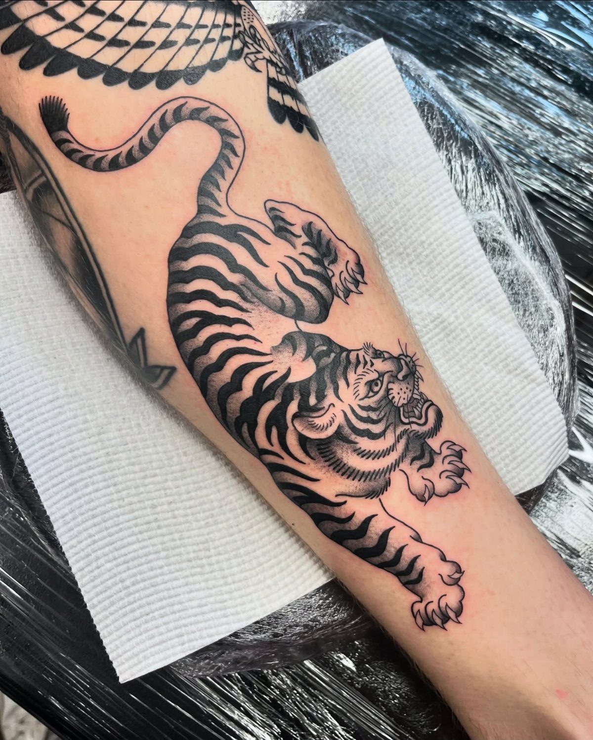Leaping tiger tattoo in American traditional style on a person's forearm.